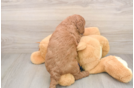 Petite Mini Goldendoodle Poodle Mix Pup