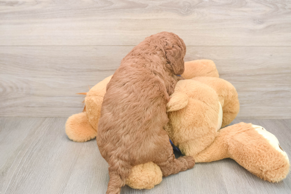 Petite Mini Goldendoodle Poodle Mix Pup