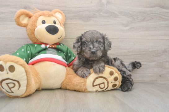 Small Mini Goldendoodle Baby