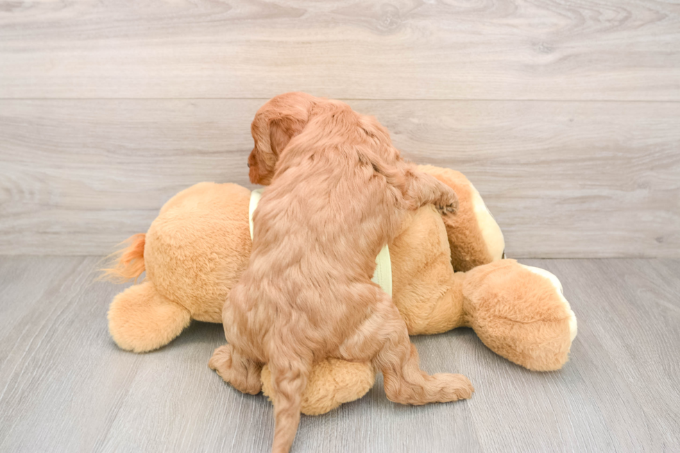 Mini Goldendoodle Puppy for Adoption