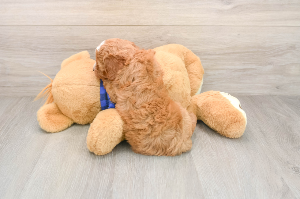 Best Mini Goldendoodle Baby