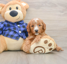 7 week old Mini Goldendoodle Puppy For Sale - Windy City Pups