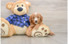 Petite Mini Goldendoodle Poodle Mix Pup