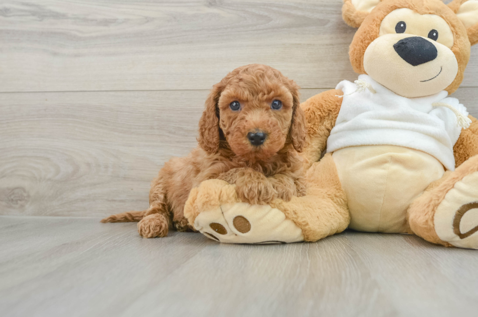 5 week old Mini Goldendoodle Puppy For Sale - Windy City Pups