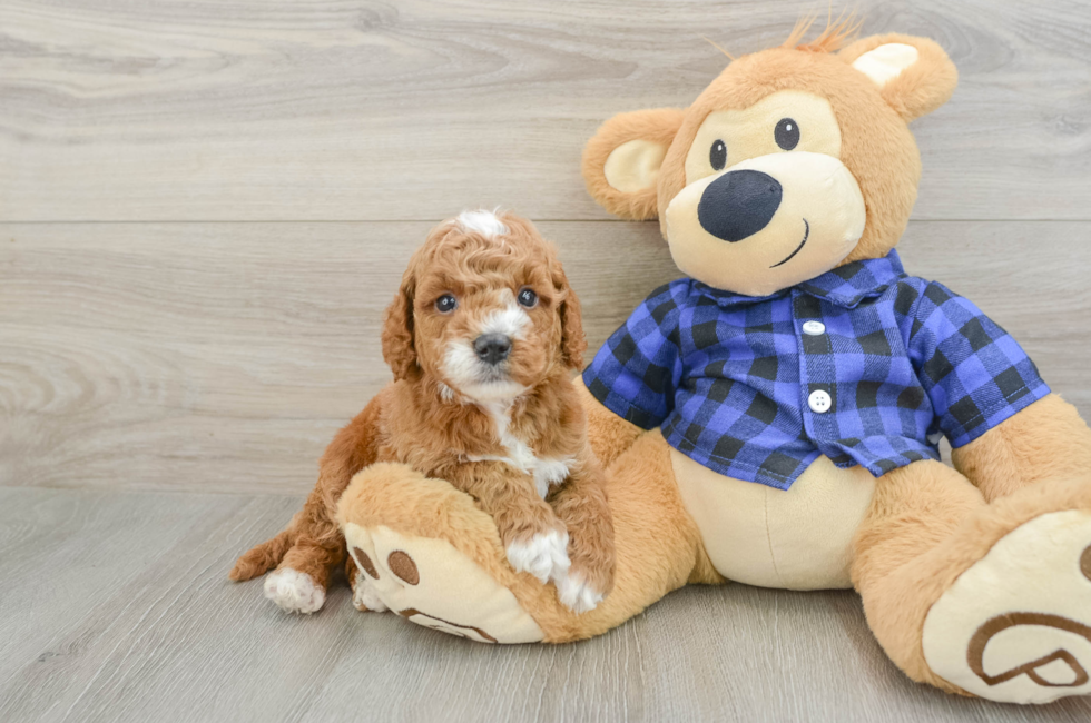 5 week old Mini Goldendoodle Puppy For Sale - Windy City Pups