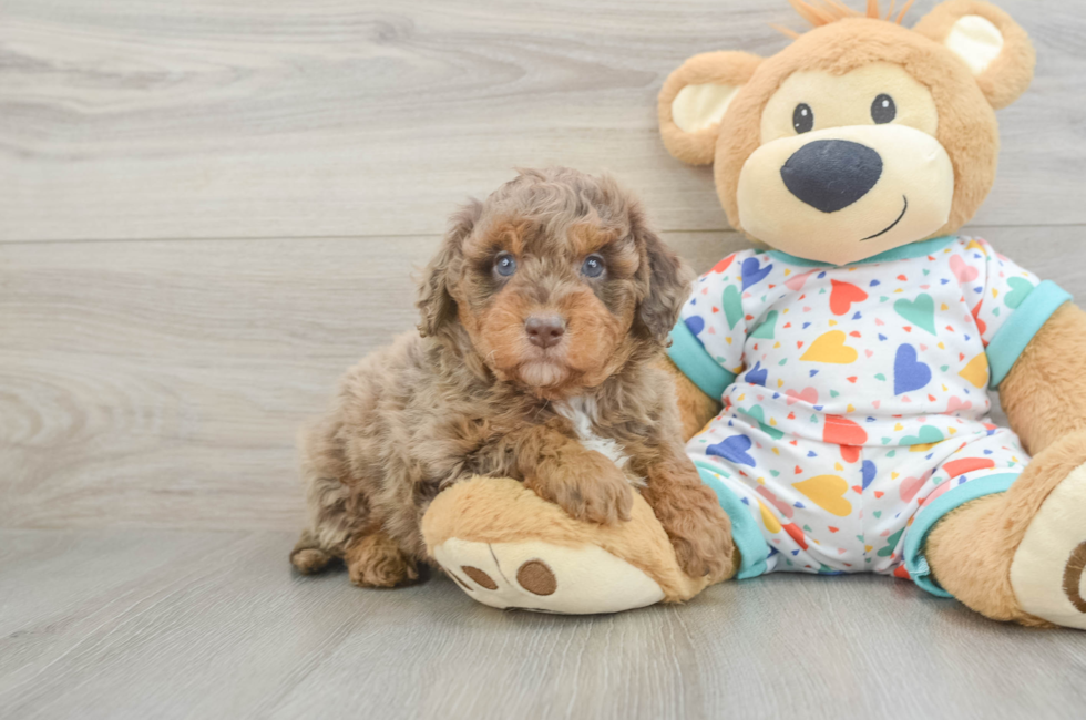 6 week old Mini Goldendoodle Puppy For Sale - Windy City Pups
