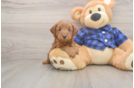 Cute Mini Goldendoodle Baby