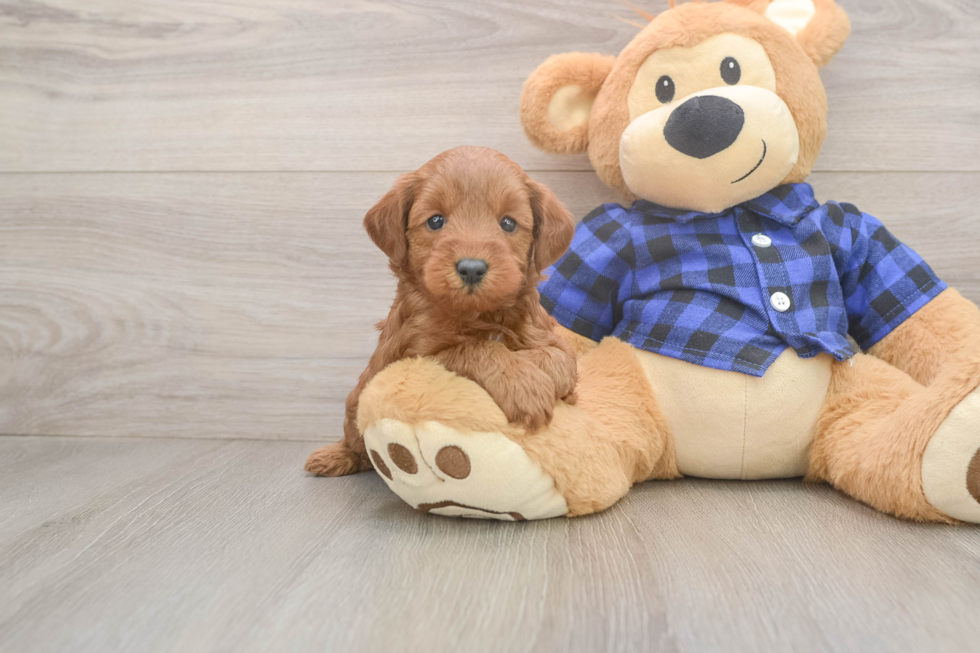 Cute Mini Goldendoodle Baby