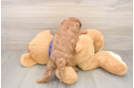 Little Mini Goldenpoo Poodle Mix Puppy