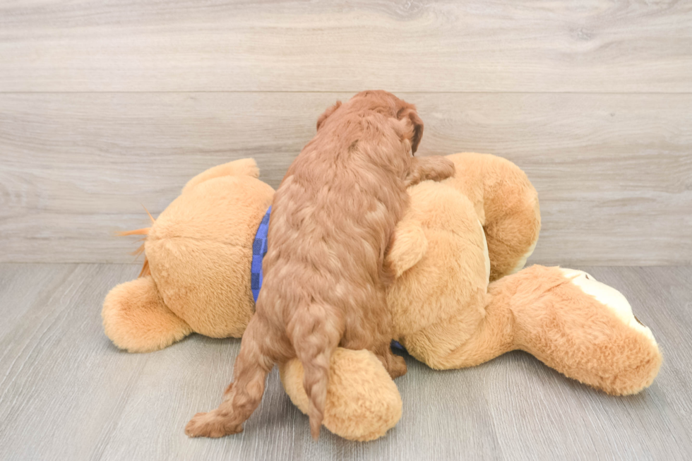 Little Mini Goldenpoo Poodle Mix Puppy