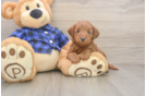 Mini Goldendoodle Puppy for Adoption