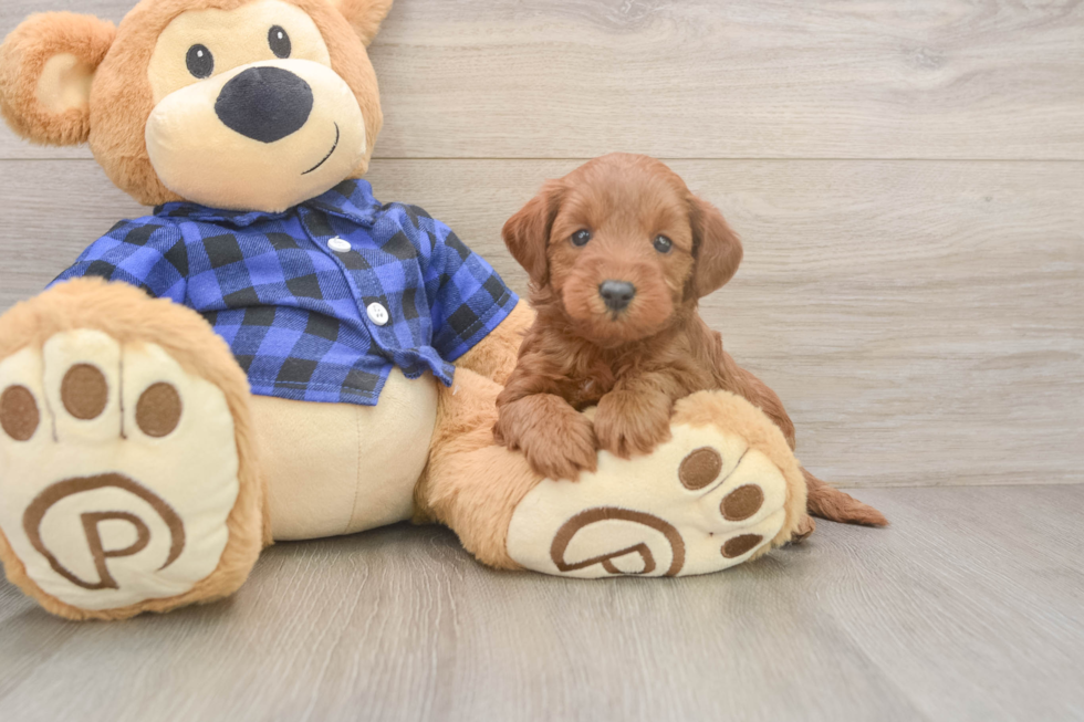 Mini Goldendoodle Puppy for Adoption