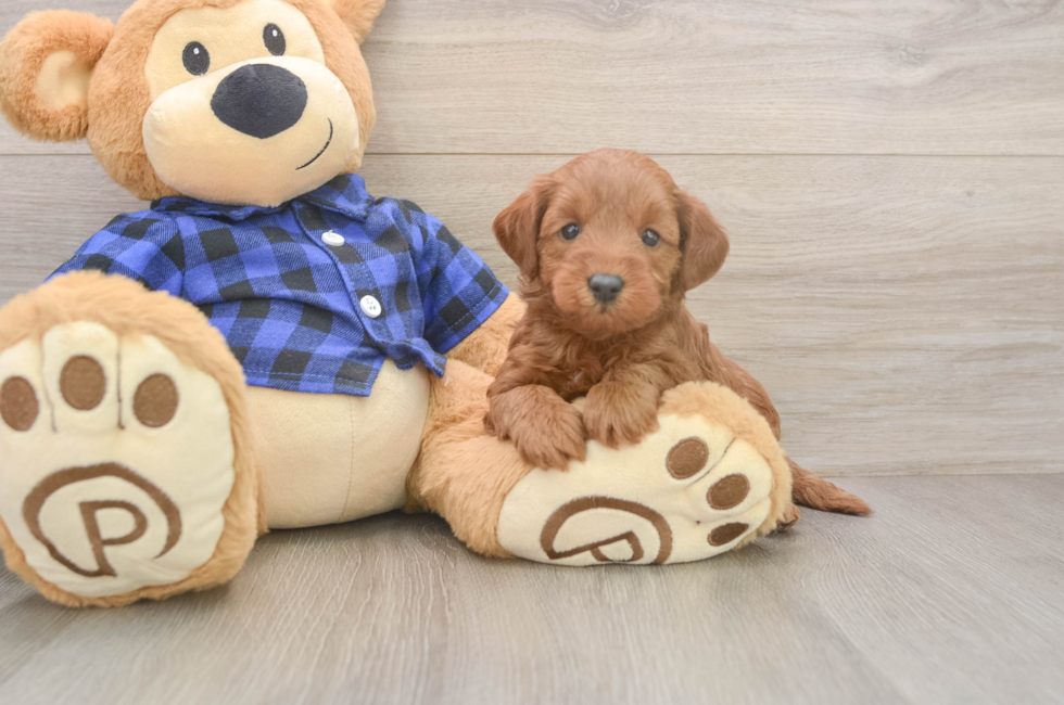 5 week old Mini Goldendoodle Puppy For Sale - Windy City Pups