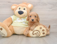 8 week old Mini Goldendoodle Puppy For Sale - Windy City Pups