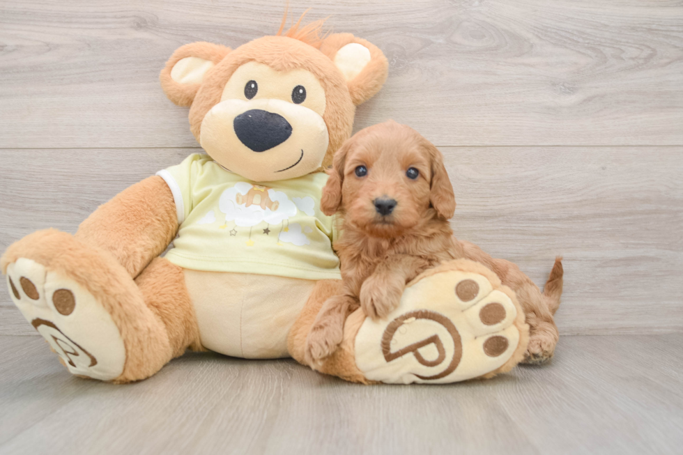 Mini Goldendoodle Puppy for Adoption