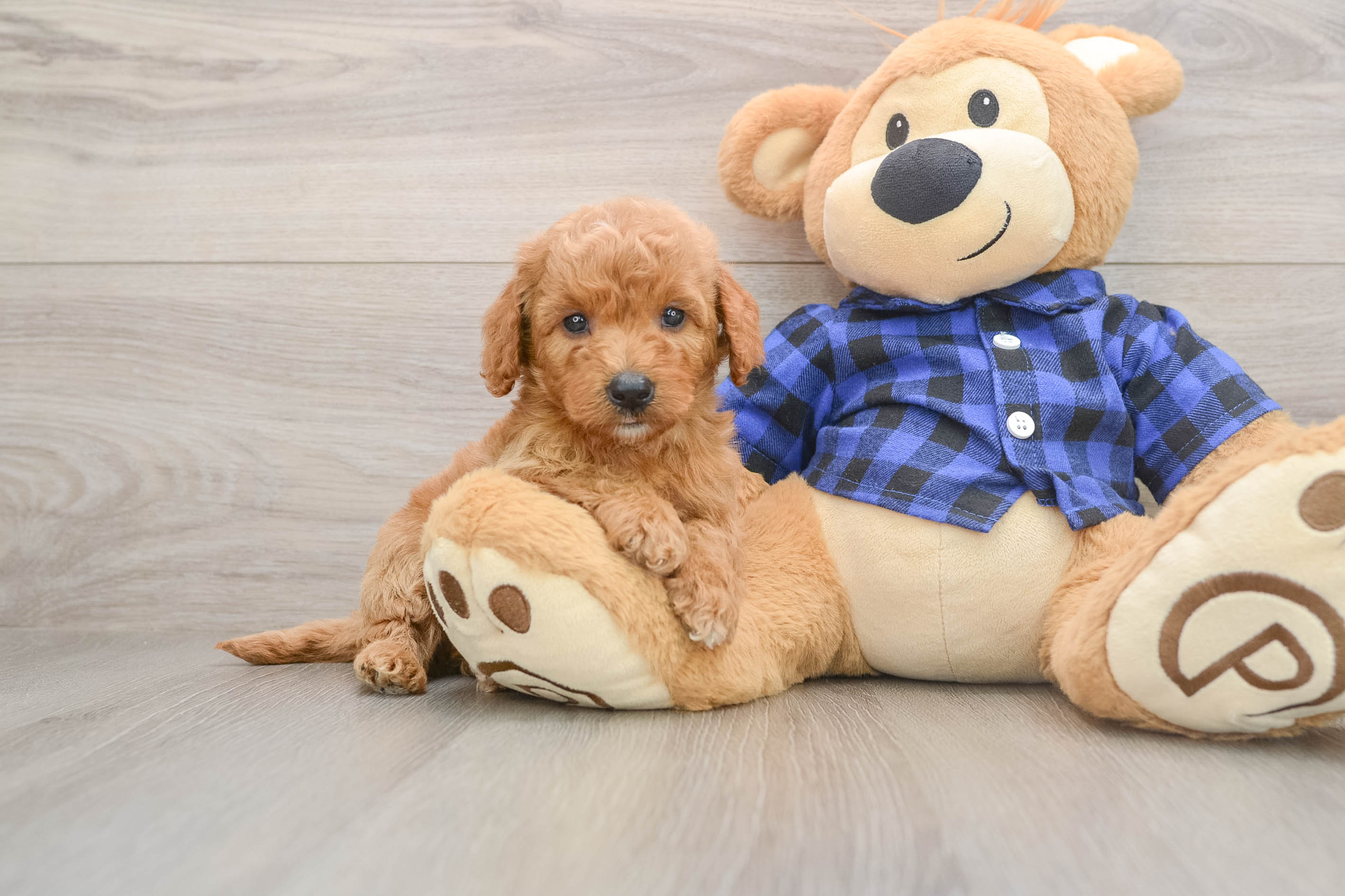 Best Mini Goldendoodle Baby
