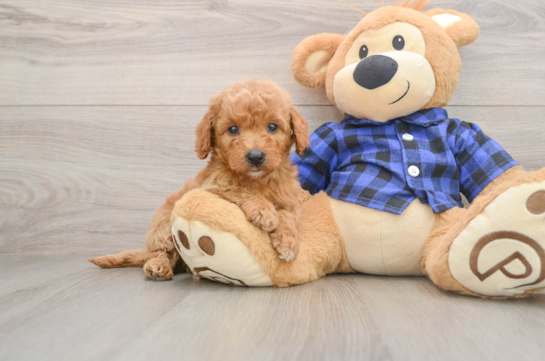 HARLEM, a Mini Goldendoodle littermate