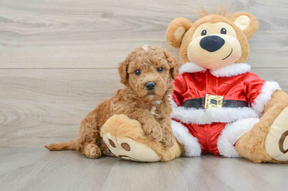 6 week old Mini Goldendoodle Puppy For Sale - Windy City Pups