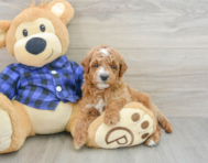 7 week old Mini Goldendoodle Puppy For Sale - Windy City Pups