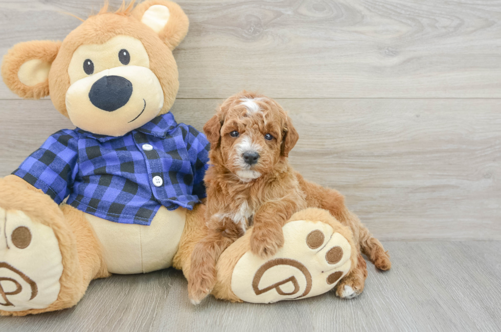 5 week old Mini Goldendoodle Puppy For Sale - Windy City Pups