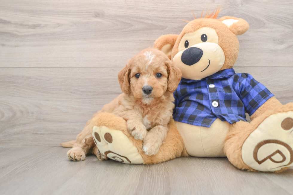 Mini Goldendoodle Pup Being Cute