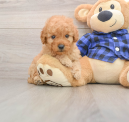 7 week old Mini Goldendoodle Puppy For Sale - Windy City Pups