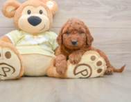 7 week old Mini Goldendoodle Puppy For Sale - Windy City Pups