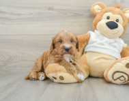 7 week old Mini Goldendoodle Puppy For Sale - Windy City Pups