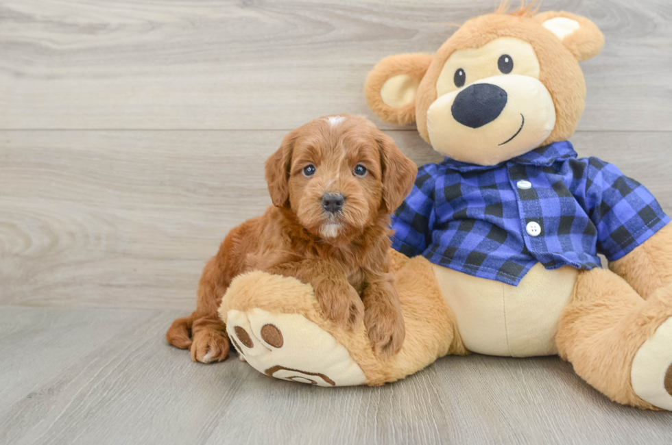 5 week old Mini Goldendoodle Puppy For Sale - Windy City Pups
