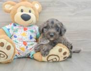 8 week old Mini Goldendoodle Puppy For Sale - Windy City Pups