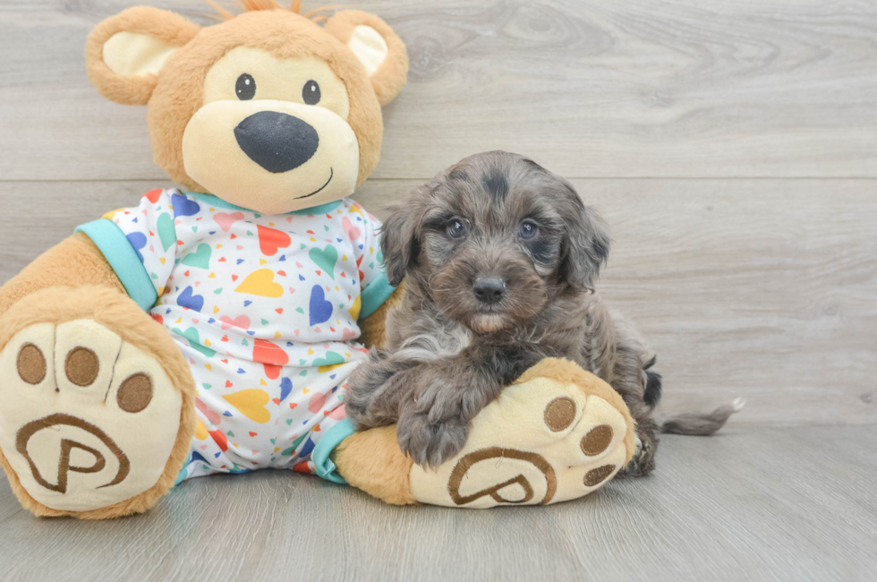 6 week old Mini Goldendoodle Puppy For Sale - Windy City Pups