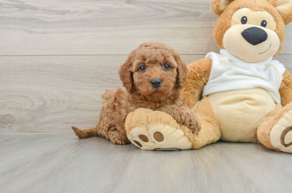 5 week old Mini Goldendoodle Puppy For Sale - Windy City Pups