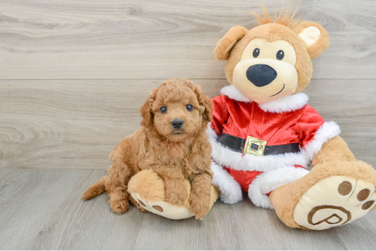 Playful Mini Groodle Poodle Mix Puppy