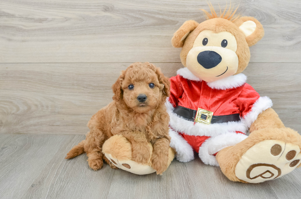 6 week old Mini Goldendoodle Puppy For Sale - Windy City Pups