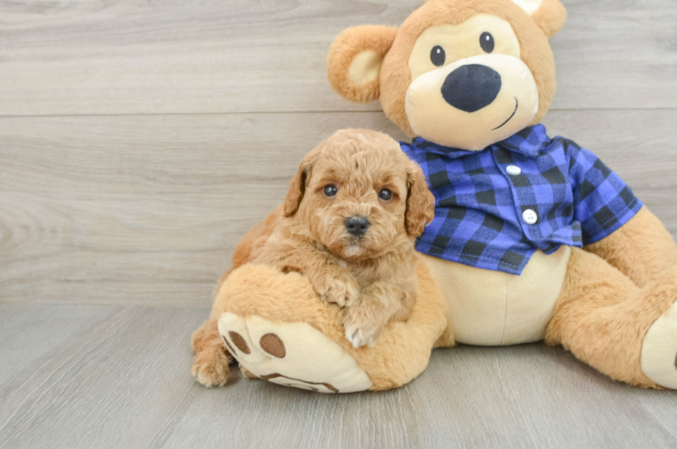 5 week old Mini Goldendoodle Puppy For Sale - Windy City Pups