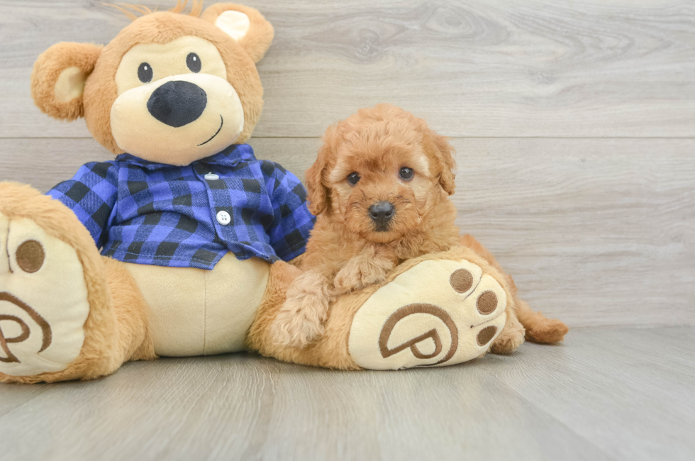 6 week old Mini Goldendoodle Puppy For Sale - Windy City Pups