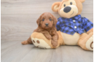 Energetic Golden Doodle Poodle Mix Puppy