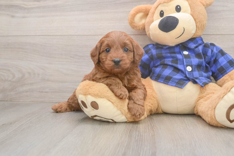 Energetic Golden Doodle Poodle Mix Puppy