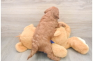 Playful Mini Groodle Poodle Mix Puppy