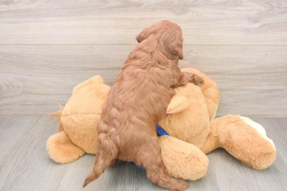 Playful Mini Groodle Poodle Mix Puppy