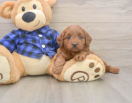 7 week old Mini Goldendoodle Puppy For Sale - Windy City Pups