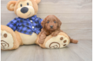 Best Mini Goldendoodle Baby