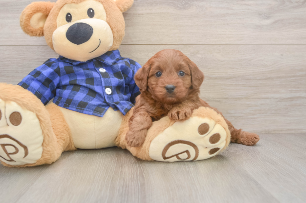 5 week old Mini Goldendoodle Puppy For Sale - Windy City Pups