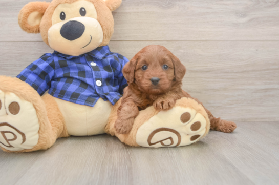 Best Mini Goldendoodle Baby