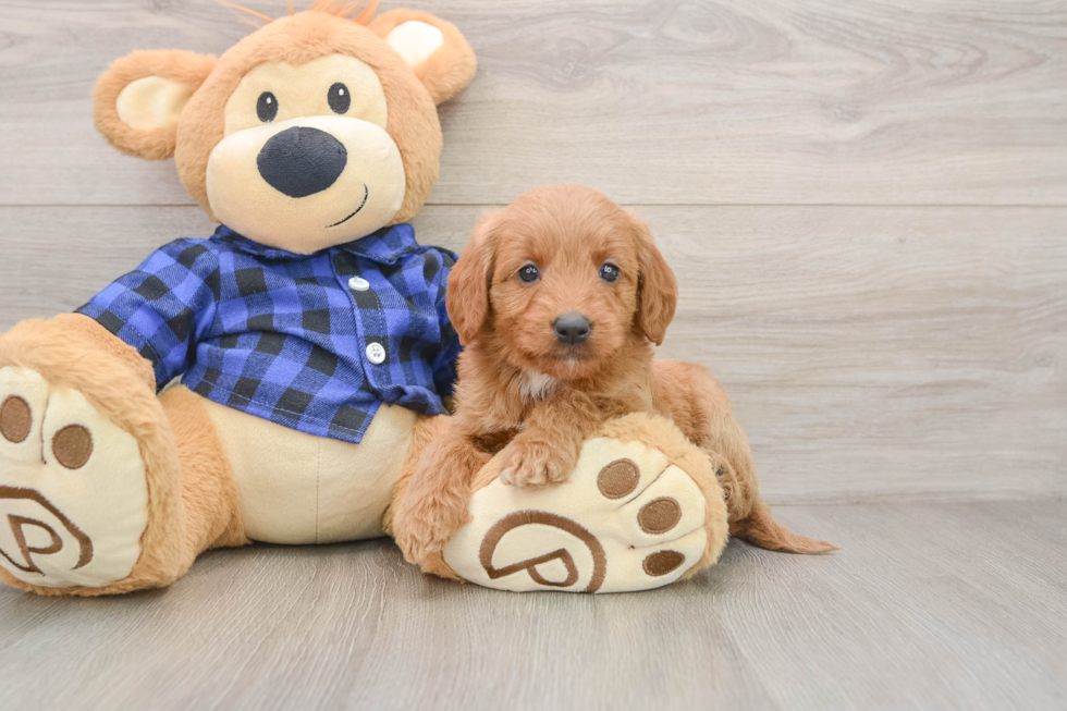 Little Mini Goldenpoo Poodle Mix Puppy