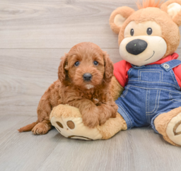 6 week old Mini Goldendoodle Puppy For Sale - Windy City Pups