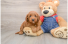 Mini Goldendoodle Puppy for Adoption