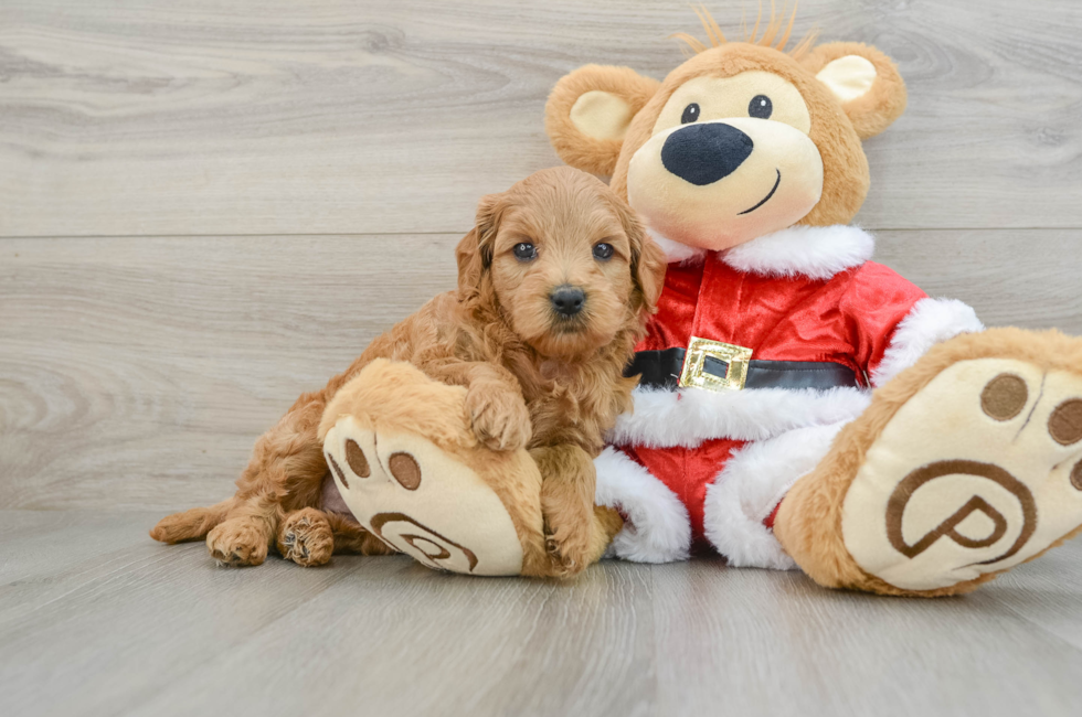 6 week old Mini Goldendoodle Puppy For Sale - Windy City Pups