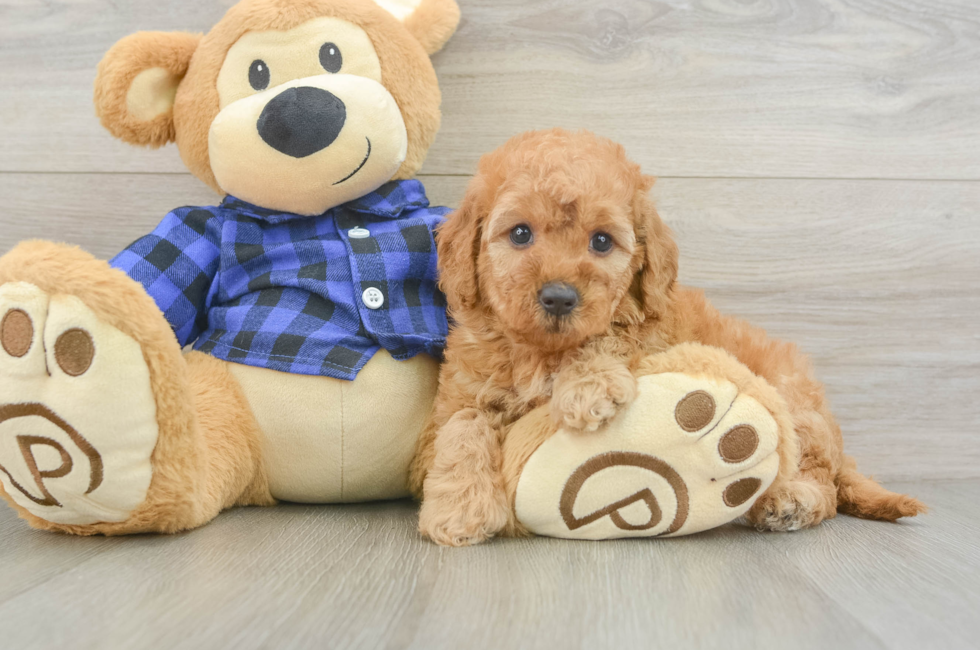 6 week old Mini Goldendoodle Puppy For Sale - Windy City Pups