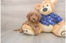 Mini Goldendoodle Pup Being Cute